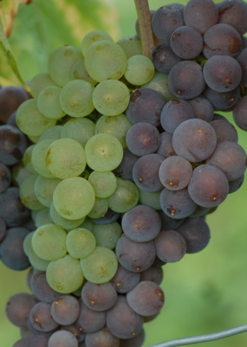 Mutation von Grauburgunder zu Weisburgunder ANT 0929